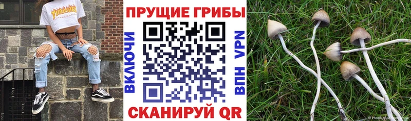 Галлюциногенные грибы Psilocybine cubensis Новомичуринск